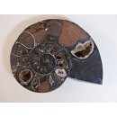 AM51 Ammoniten Paar Cleoniceras besairier Madagaskar seltene schwarze Farbe 1639 g D 165 mm