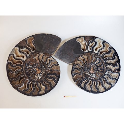 AM52 Ammoniten Paar Cleoniceras besairier Madagaskar seltene schwarze Farbe 1758 g D 210 mm