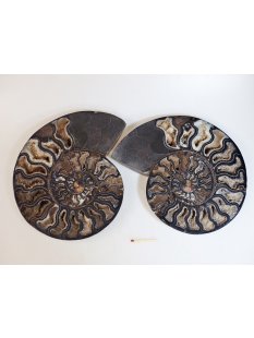 AM52 Ammoniten Paar Cleoniceras besairier Madagaskar...