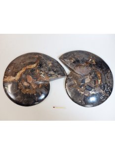 AM52 Ammoniten Paar Cleoniceras besairier Madagaskar...