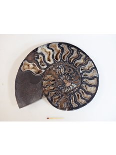 AM52 Ammoniten Paar Cleoniceras besairier Madagaskar seltene schwarze Farbe 1758 g D 210 mm