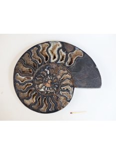 AM52 Ammoniten Paar Cleoniceras besairier Madagaskar seltene schwarze Farbe 1758 g D 210 mm