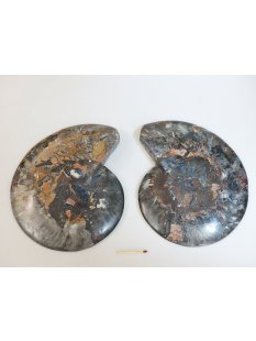 AM53 Ammoniten Paar Cleoniceras besairier Madagaskar...