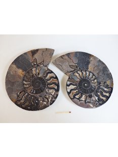 AM54 Ammoniten Paar Cleoniceras besairier Madagaskar...