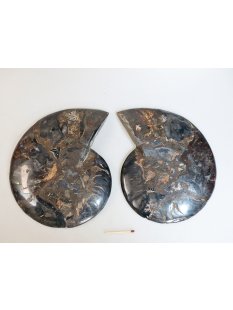 AM54 Ammoniten Paar Cleoniceras besairier Madagaskar...