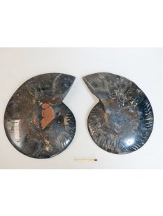 AM55 Ammoniten Paar Cleoniceras besairier Madagaskar...