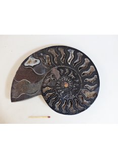 AM55 Ammoniten Paar Cleoniceras besairier Madagaskar seltene schwarze Farbe 921 g D 170 mm