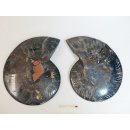 AM55 Ammoniten Paar Cleoniceras besairier Madagaskar seltene schwarze Farbe 921 g D 170 mm