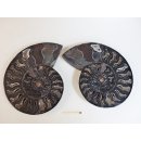 AM55 Ammoniten Paar Cleoniceras besairier Madagaskar seltene schwarze Farbe 921 g D 170 mm