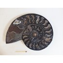 AM55 Ammoniten Paar Cleoniceras besairier Madagaskar seltene schwarze Farbe 921 g D 170 mm