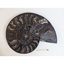 AM55 Ammoniten Paar Cleoniceras besairier Madagaskar seltene schwarze Farbe 921 g D 170 mm