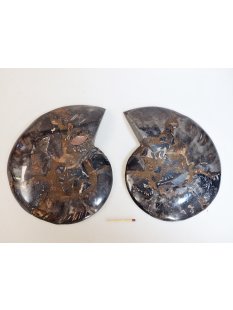 AM56 Ammoniten Paar Cleoniceras besairier Madagaskar...