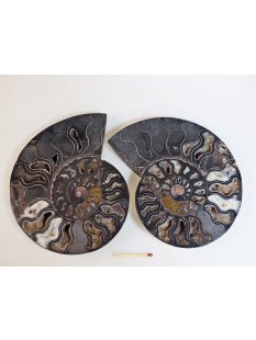 AM57 Ammoniten Paar Cleoniceras besairier Madagaskar...