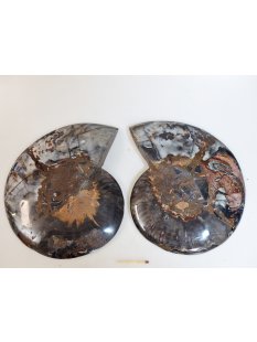 AM58 Ammoniten Paar Cleoniceras besairier Madagaskar...