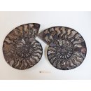 AM58 Ammoniten Paar Cleoniceras besairier Madagaskar seltene schwarze Farbe 1326 g D 200 mm