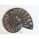 AM58 Ammoniten Paar Cleoniceras besairier Madagaskar seltene schwarze Farbe 1326 g D 200 mm
