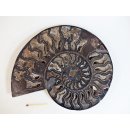 AM58 Ammoniten Paar Cleoniceras besairier Madagaskar seltene schwarze Farbe 1326 g D 200 mm