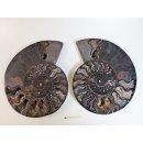 AM59 Ammoniten Paar Cleoniceras besairier Madagaskar seltene schwarze Farbe 1456 g D 210 mm