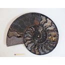 AM59 Ammoniten Paar Cleoniceras besairier Madagaskar seltene schwarze Farbe 1456 g D 210 mm