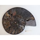 AM59 Ammoniten Paar Cleoniceras besairier Madagaskar seltene schwarze Farbe 1456 g D 210 mm