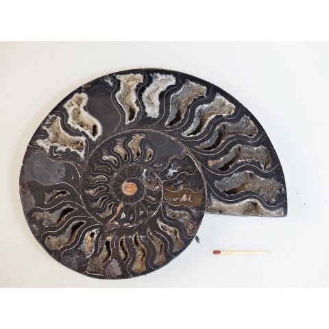 AM60 Ammoniten Paar Cleoniceras besairier Madagaskar seltene schwarze Farbe 1258 g D 190 mm