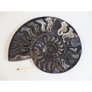 AM60 Ammoniten Paar Cleoniceras besairier Madagaskar seltene schwarze Farbe 1258 g D 190 mm