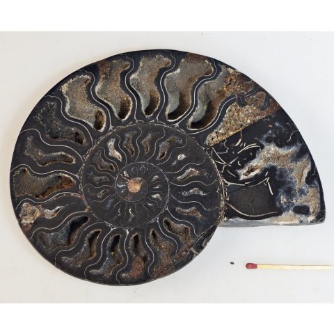 AM61 Ammoniten Paar Cleoniceras besairier Madagaskar seltene schwarze Farbe 545 g D 150 mm