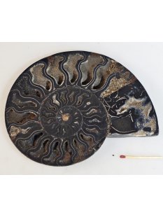 AM61 Ammoniten Paar Cleoniceras besairier Madagaskar...