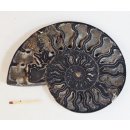 AM61 Ammoniten Paar Cleoniceras besairier Madagaskar seltene schwarze Farbe 545 g D 150 mm