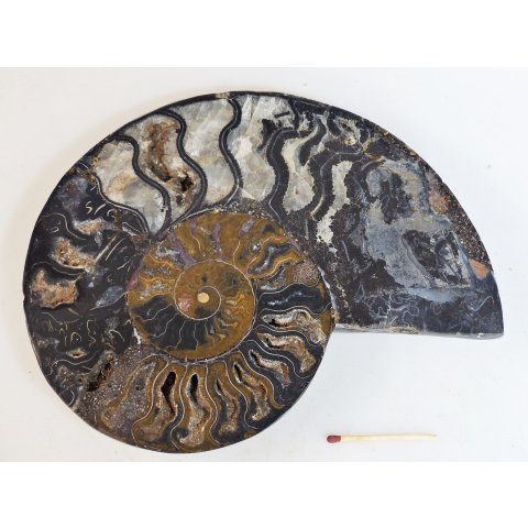 AM62 Ammoniten Paar Cleoniceras besairier Madagaskar seltene schwarze Farbe 1057 g D 175 mm