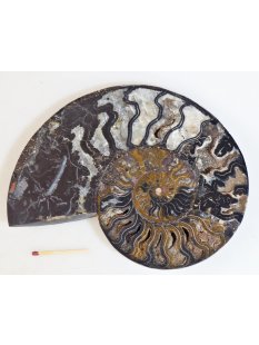 AM62 Ammoniten Paar Cleoniceras besairier Madagaskar...