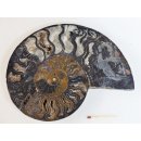 AM62 Ammoniten Paar Cleoniceras besairier Madagaskar seltene schwarze Farbe 1057 g D 175 mm