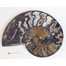 AM62 Ammoniten Paar Cleoniceras besairier Madagaskar seltene schwarze Farbe 1057 g D 175 mm