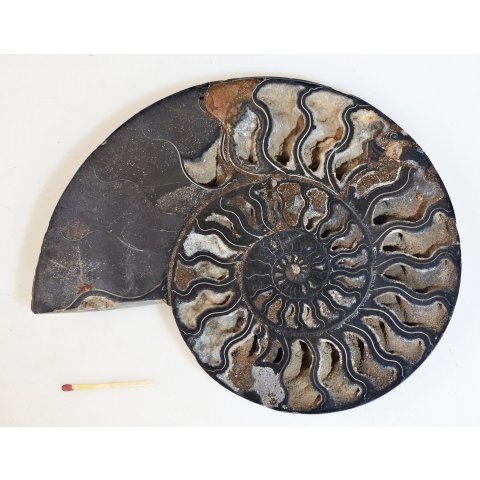 AM63 Ammoniten Paar Cleoniceras besairier Madagaskar seltene schwarze Farbe 1131 g D 190 mm