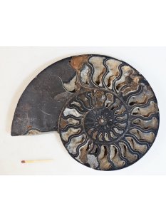 AM63 Ammoniten Paar Cleoniceras besairier Madagaskar...