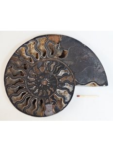 AM63 Ammoniten Paar Cleoniceras besairier Madagaskar...