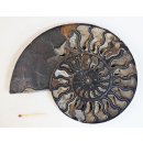 AM63 Ammoniten Paar Cleoniceras besairier Madagaskar seltene schwarze Farbe 1131 g D 190 mm