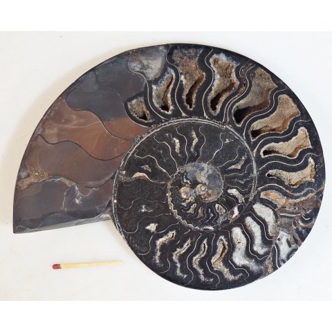 AM64 Ammoniten Paar Cleoniceras besairier Madagaskar seltene schwarze Farbe 1103 g D 185 mm