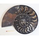 AM64 Ammoniten Paar Cleoniceras besairier Madagaskar seltene schwarze Farbe 1103 g D 185 mm