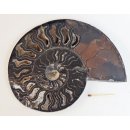 AM64 Ammoniten Paar Cleoniceras besairier Madagaskar seltene schwarze Farbe 1103 g D 185 mm