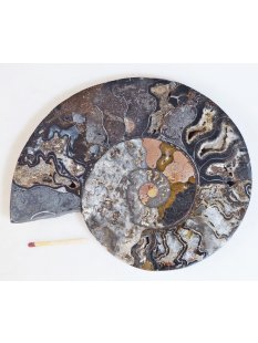 AM65 Ammoniten Paar Cleoniceras besairier Madagaskar...