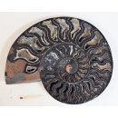 AM66 Ammoniten Paar Cleoniceras besairier Madagaskar seltene schwarze Farbe 1326 g D 190 mm