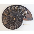 AM66 Ammoniten Paar Cleoniceras besairier Madagaskar seltene schwarze Farbe 1326 g D 190 mm