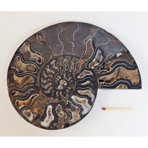 AM67 Ammoniten Paar Cleoniceras besairier Madagaskar seltene schwarze Farbe 845 g D 170 mm