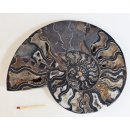AM67 Ammoniten Paar Cleoniceras besairier Madagaskar seltene schwarze Farbe 845 g D 170 mm