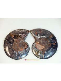 AM106 Ammoniten Paar Cleoniceras besairier Madagaskar seltene schwarze Farbe 172 g D 95 mm