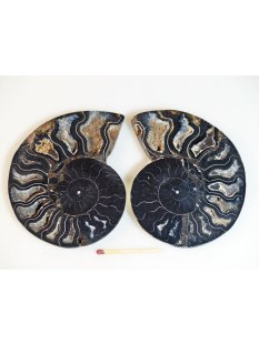 AM106 Ammoniten Paar Cleoniceras besairier Madagaskar seltene schwarze Farbe 172 g D 95 mm