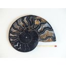 AM106 Ammoniten Paar Cleoniceras besairier Madagaskar seltene schwarze Farbe 172 g D 95 mm