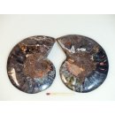 AM106 Ammoniten Paar Cleoniceras besairier Madagaskar seltene schwarze Farbe 172 g D 95 mm