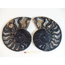 AM106 Ammoniten Paar Cleoniceras besairier Madagaskar seltene schwarze Farbe 172 g D 95 mm